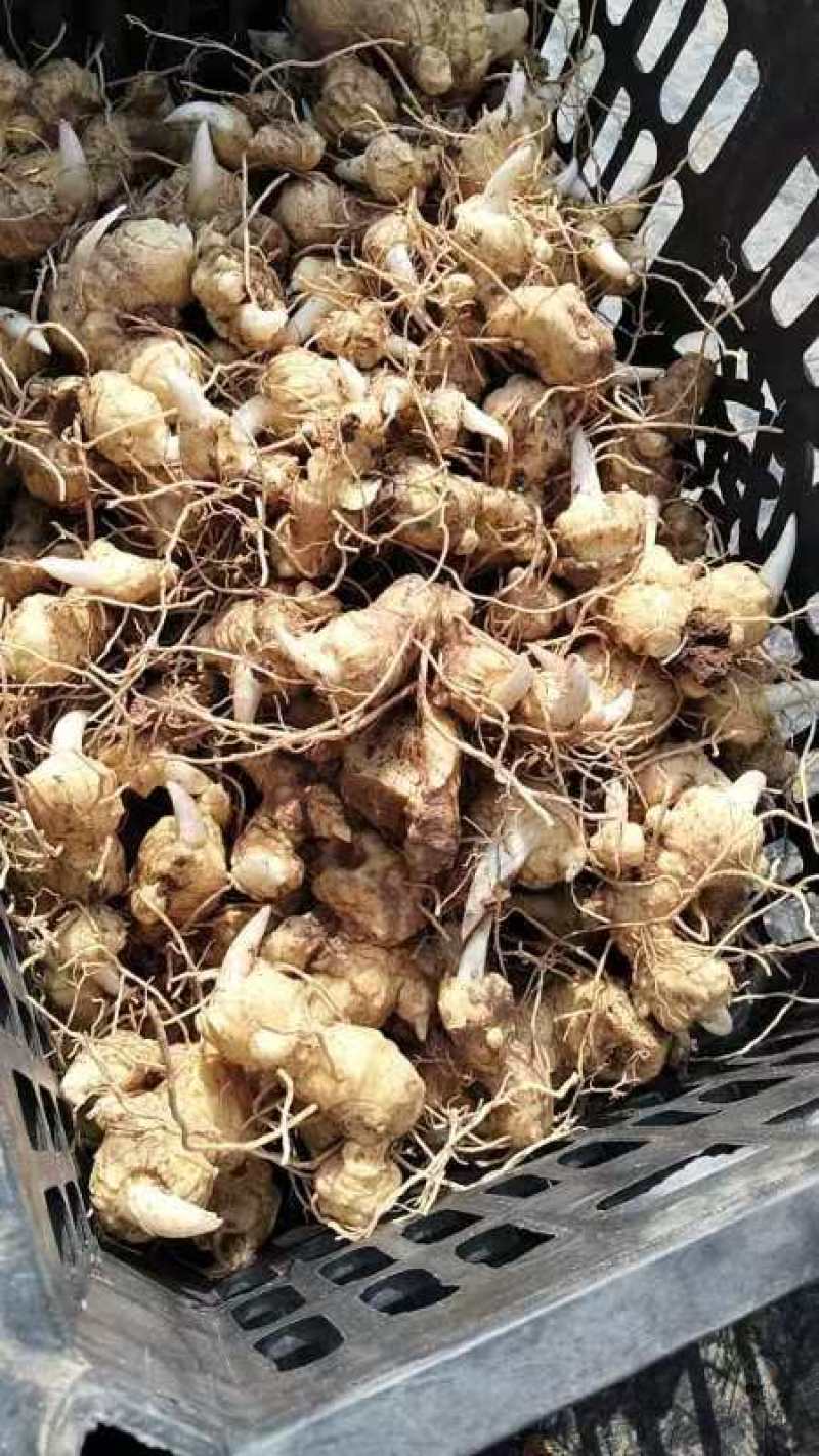 细叶姜形黄精新鲜统货种茎选货河南伏牛冬季倒苗