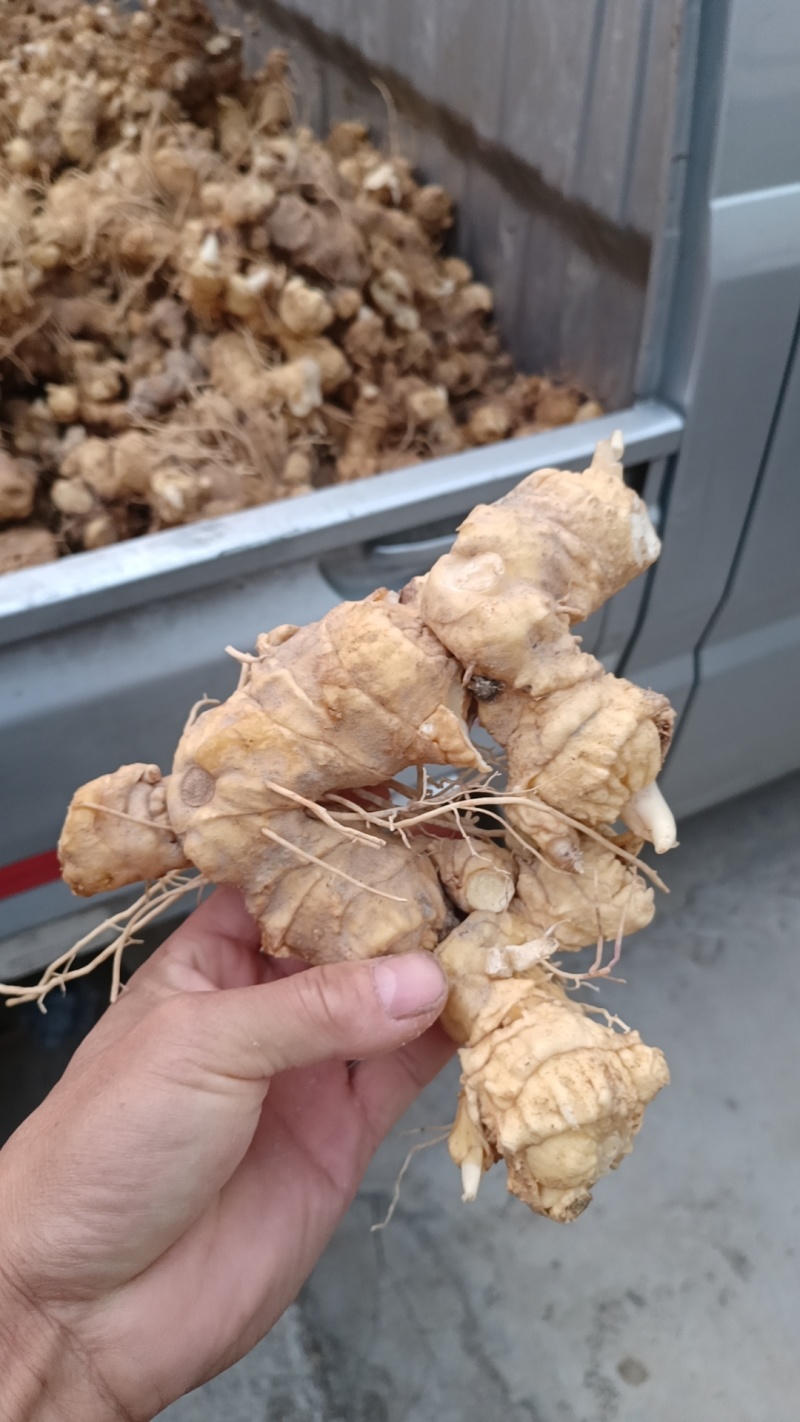细叶姜形黄精新鲜统货种茎选货河南伏牛冬季倒苗