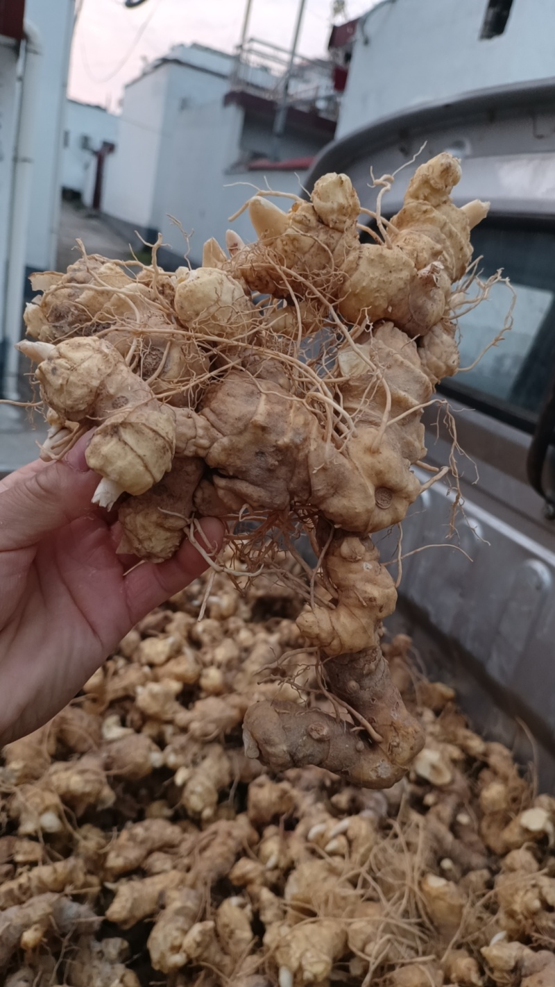 细叶姜形黄精新鲜统货种茎选货河南伏牛冬季倒苗