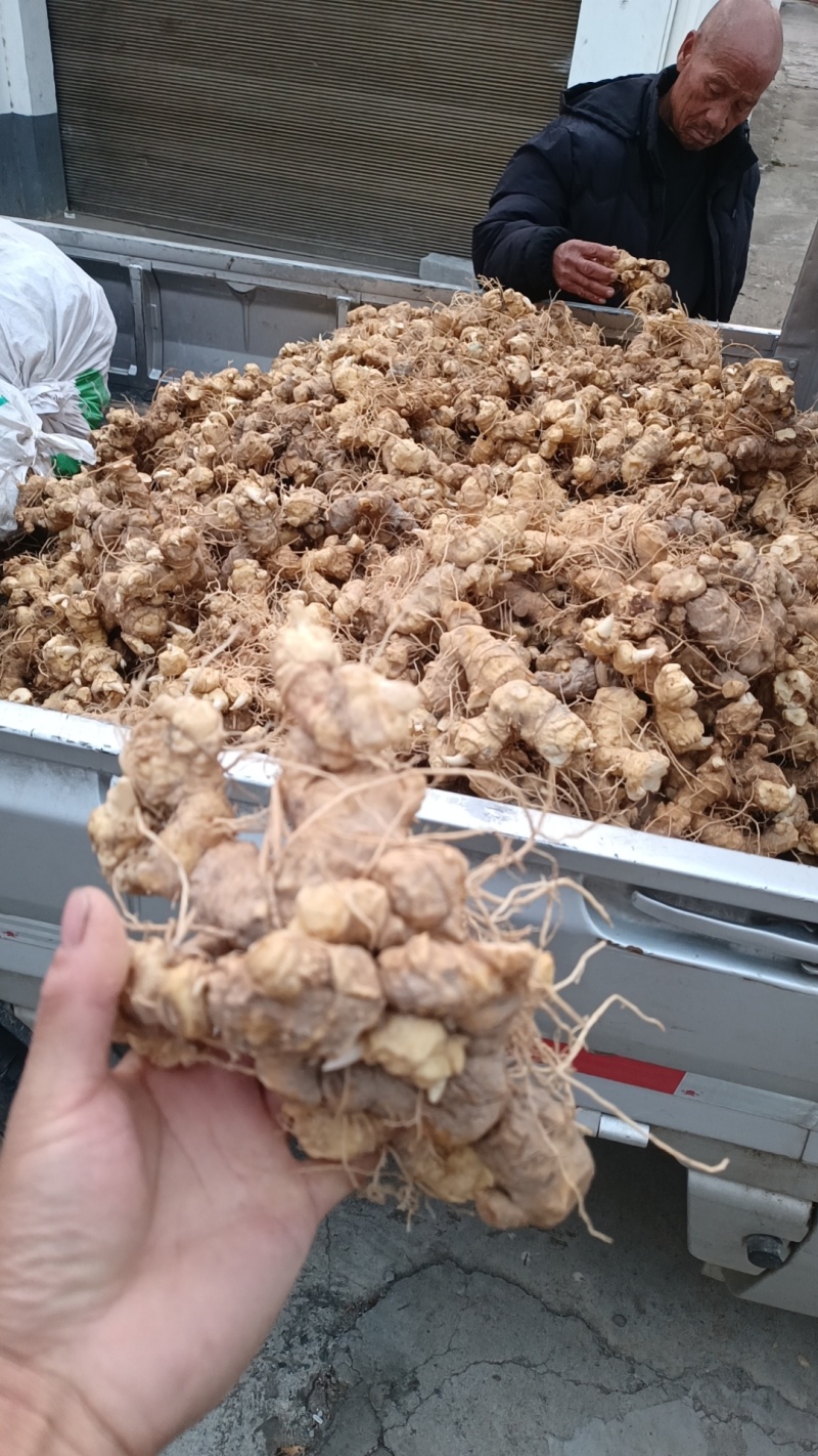 细叶姜形黄精新鲜统货种茎选货河南伏牛冬季倒苗