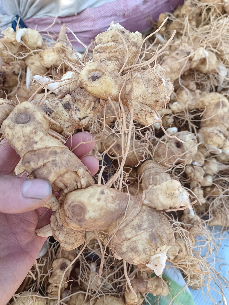 细叶姜形黄精新鲜统货种茎选货河南伏牛冬季倒苗
