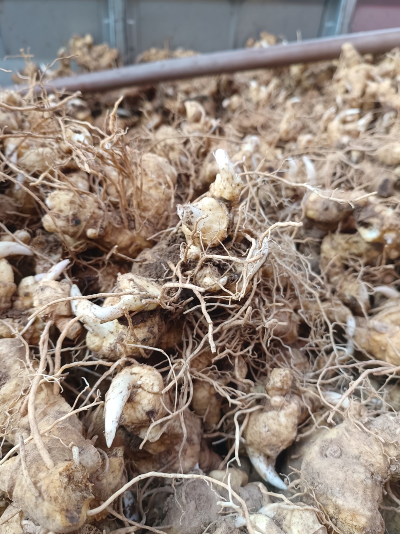 细叶姜形黄精新鲜统货种茎选货河南伏牛冬季倒苗