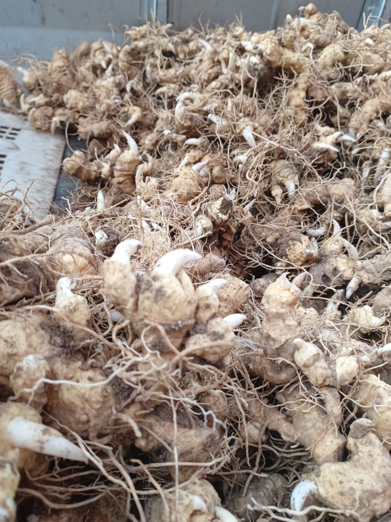 细叶姜形黄精新鲜统货种茎选货河南伏牛冬季倒苗