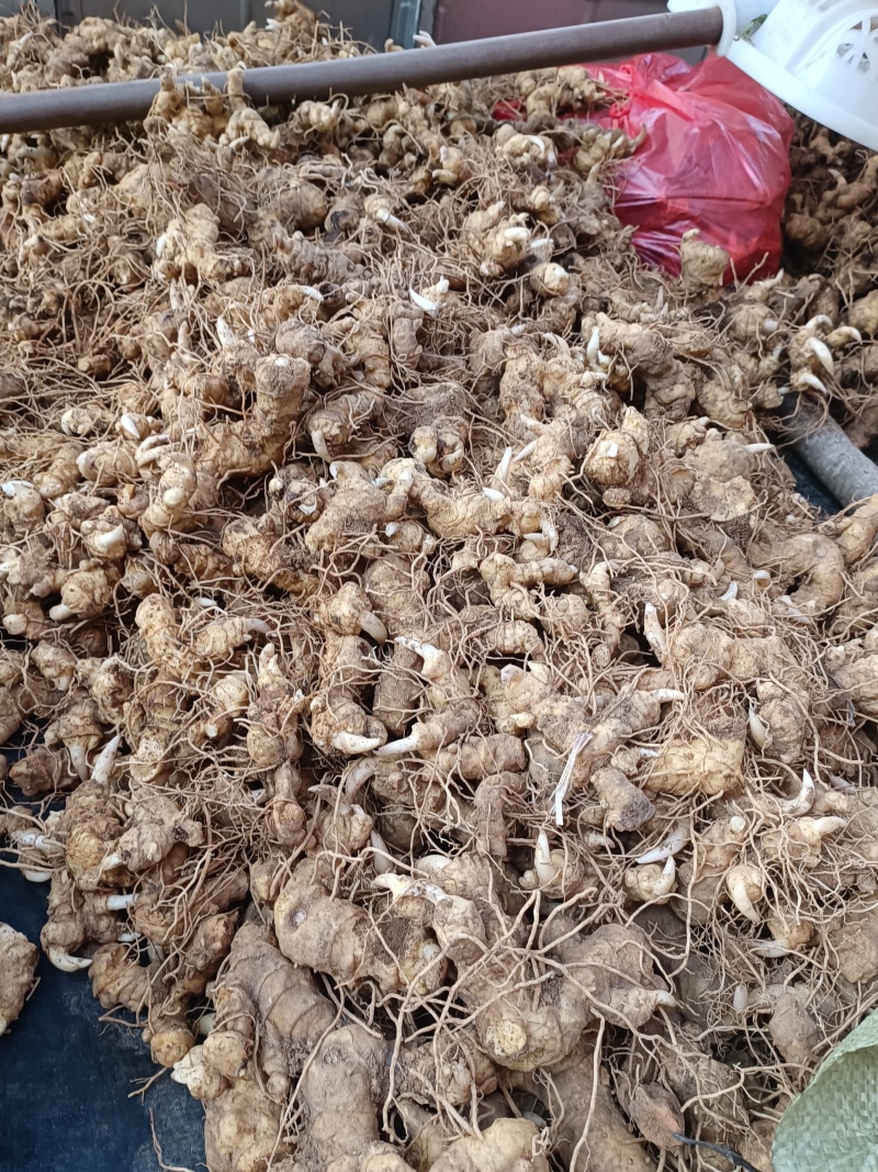 细叶姜形黄精新鲜统货种茎选货河南伏牛冬季倒苗