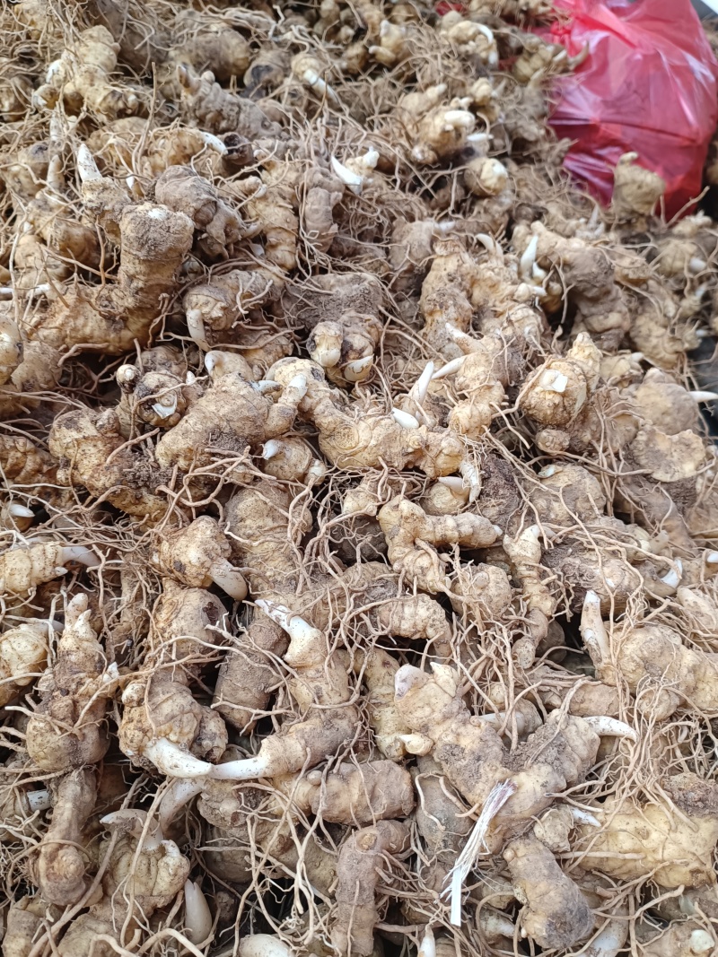 细叶姜形黄精新鲜统货种茎选货河南伏牛冬季倒苗