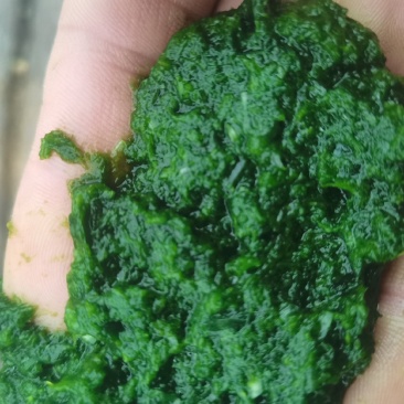 韭花，商用韭花无添加。