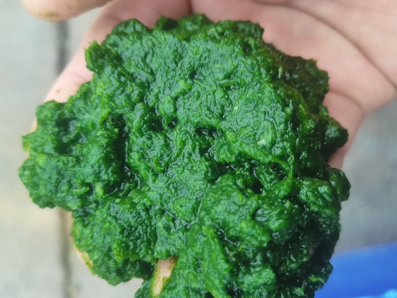 韭花，商用韭花无添加。