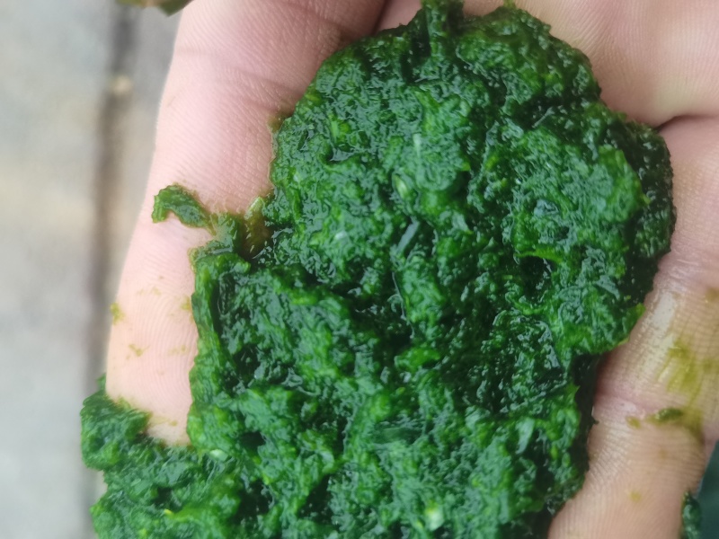 韭花，商用韭花无添加。