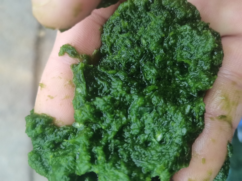 韭花，商用韭花无添加。