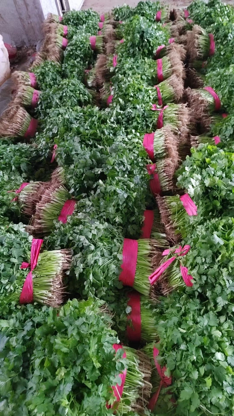 大棚香菜大量上市，可对接商超，批发市场。欢迎客商前来采购