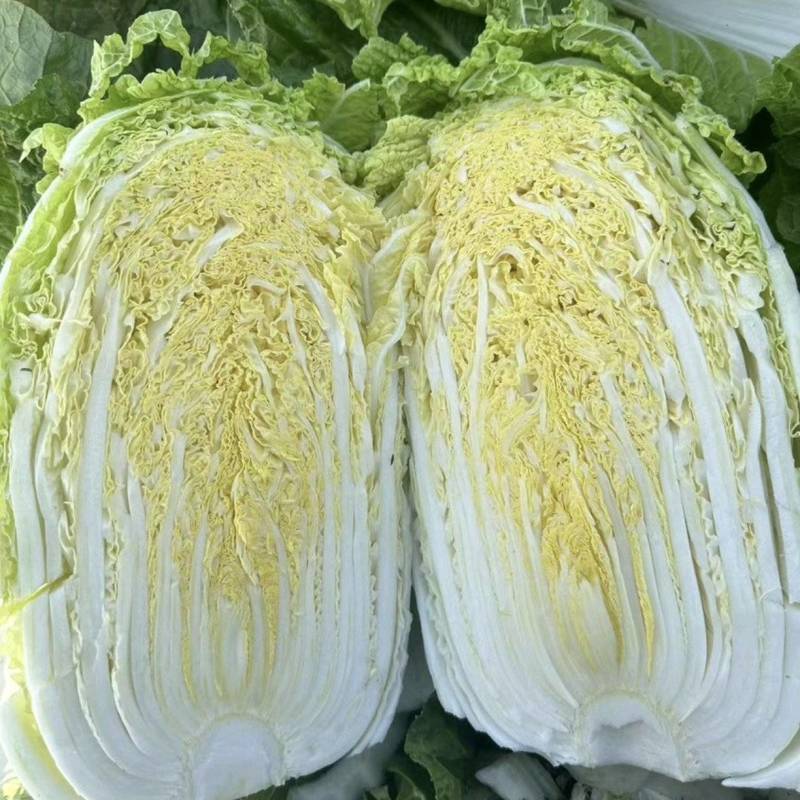 白菜精品黄心白菜产区直发保质保量供货