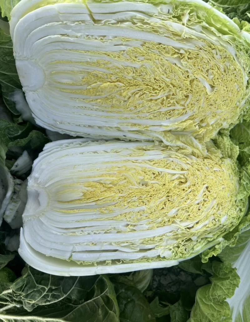 白菜精品黄心白菜产区直发保质保量供货