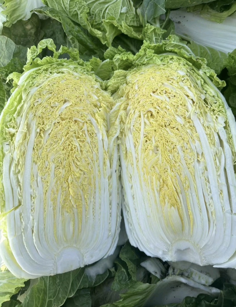 白菜精品黄心白菜产区直发保质保量供货