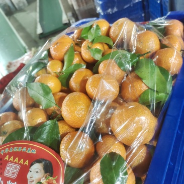 精品密广，棉橘代购代办，对接商超，电商，社区团购