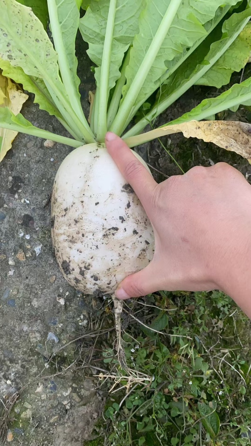 大量出白萝卜