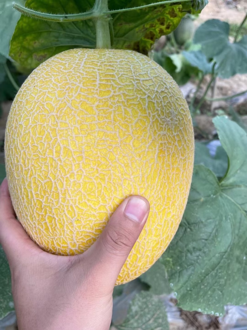 久创蜜二十六号哈蜜瓜种子黄皮哈蜜瓜种子大果抗病抗裂口感好