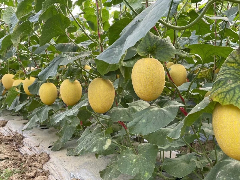 久创蜜二十六号哈蜜瓜种子黄皮哈蜜瓜种子大果抗病抗裂口感好