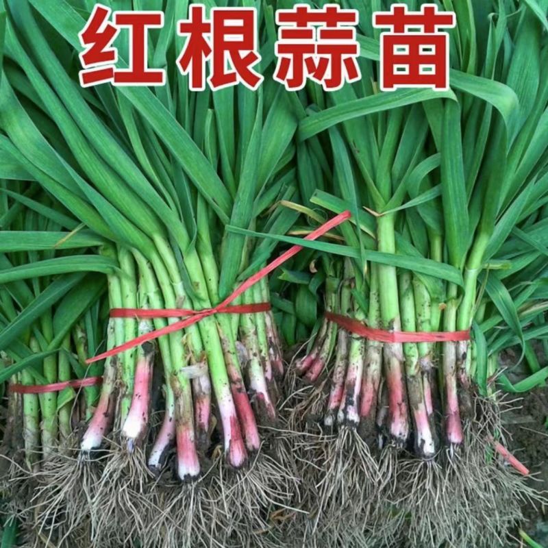 红根蒜苗江苏丰县蒜苗