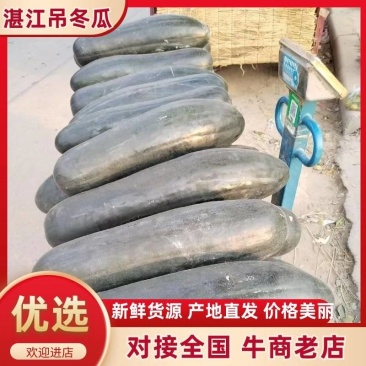 广东湛江吊冬瓜品质保障致电有优惠诚信至上货源充足