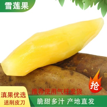 【产地直发】云南正宗天山黄心雪莲果特级大果脆甜多汁批发包邮