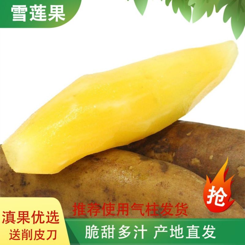 【产地直发】云南正宗天山黄心雪莲果特级大果脆甜多汁批发包邮
