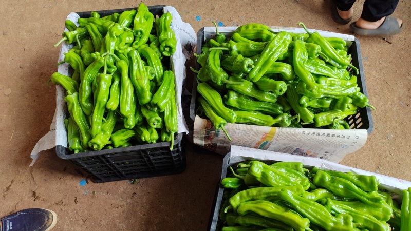 广东精品芜湖椒、薄皮椒、苏椒，基地现摘直发；全国供应。
