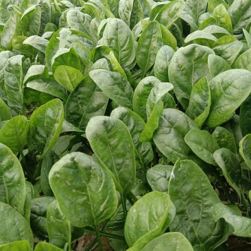圆叶菠菜