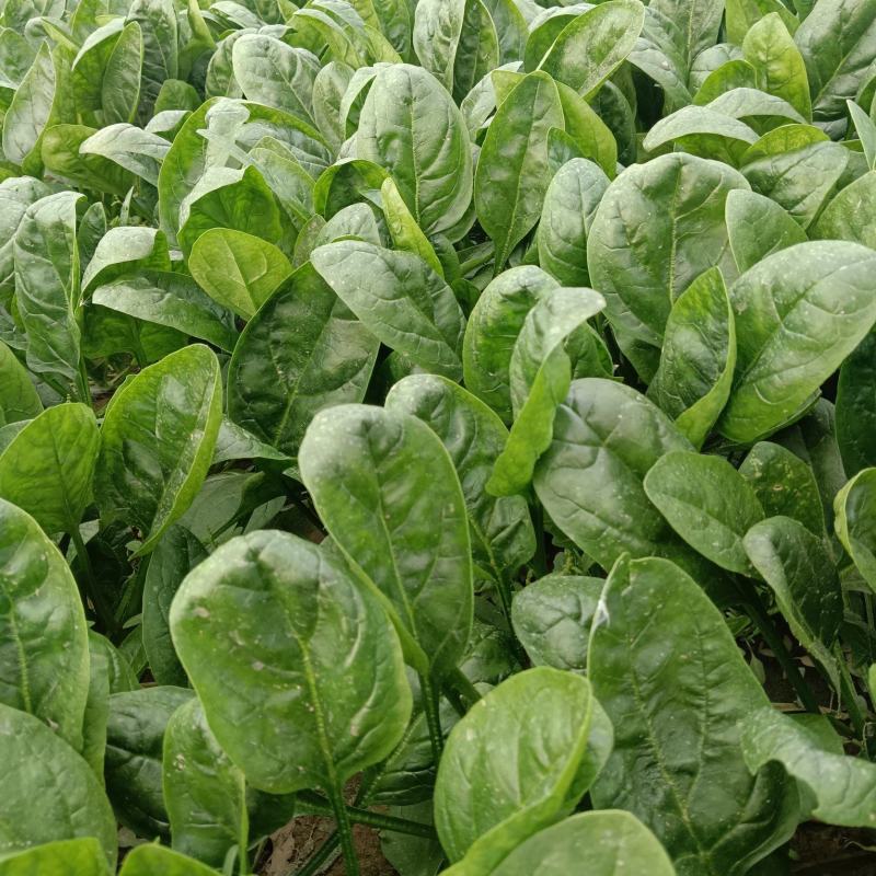 圆叶菠菜