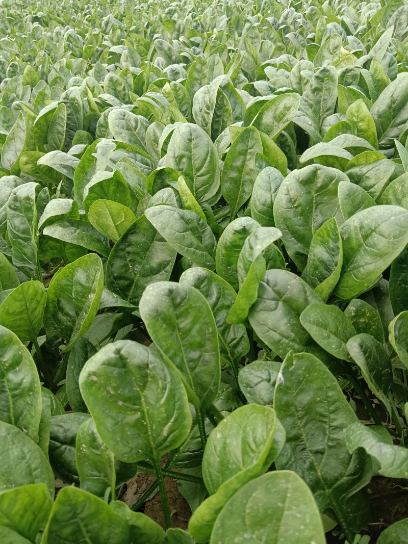 圆叶菠菜