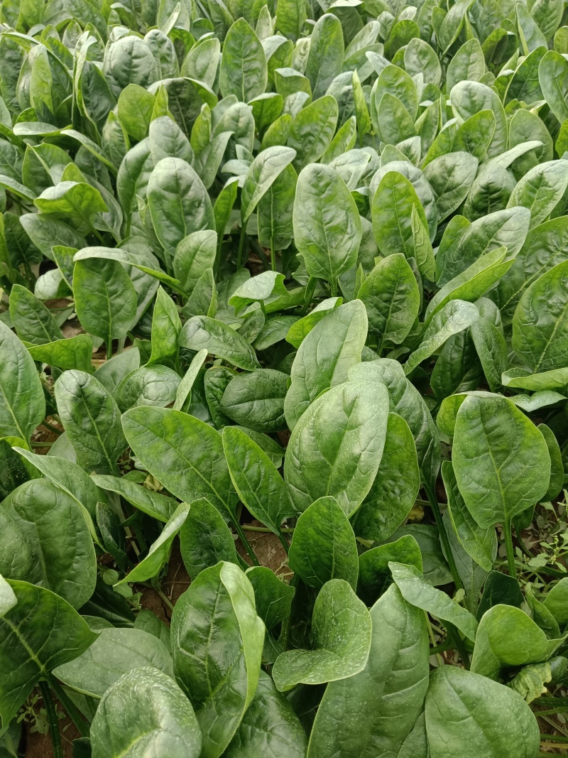 圆叶菠菜
