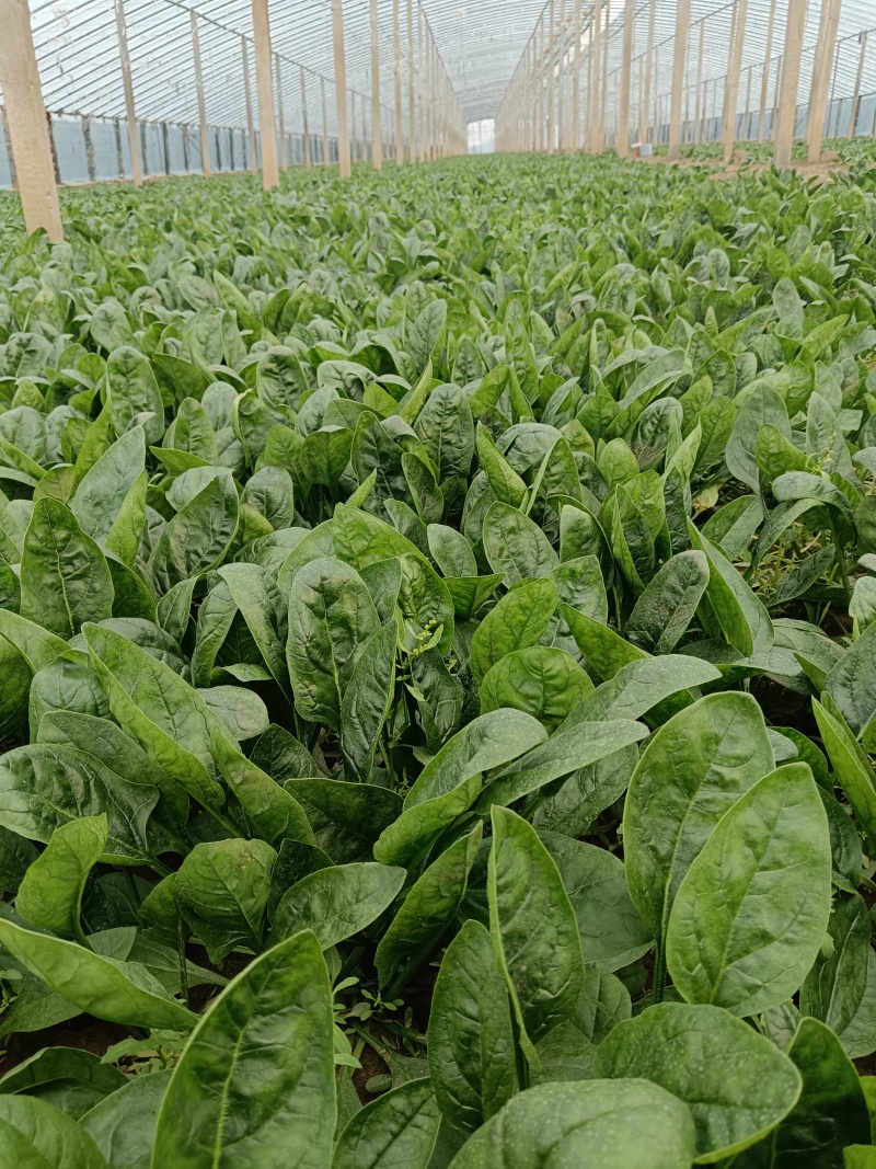 圆叶菠菜