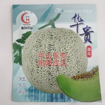 网纹瓜种子圆形网纹瓜种子果肉黄绿色2公斤糖19度口感