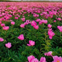 芍药芽白芍芽头芍药芽头