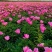 芍药芽白芍芽头芍药芽头