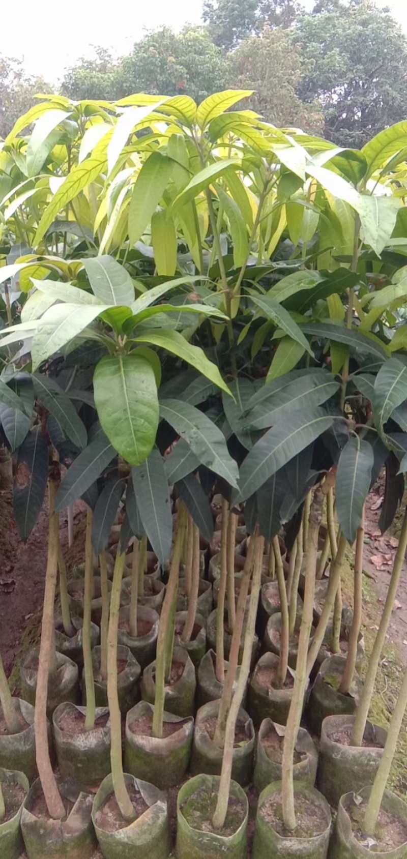 芒果树