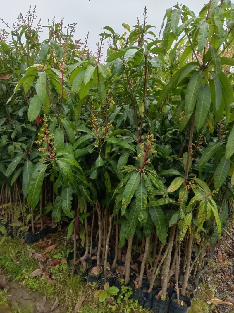芒果树