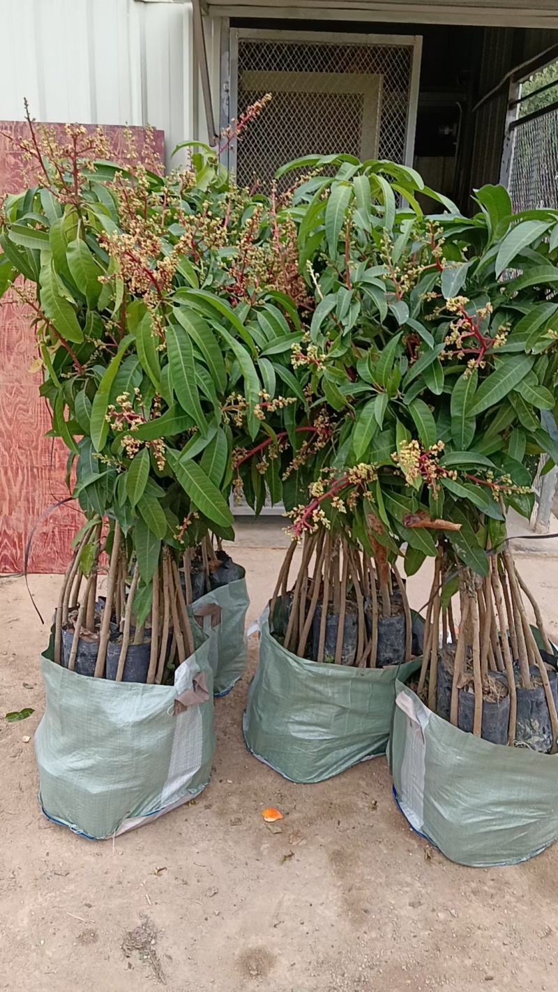 芒果树
