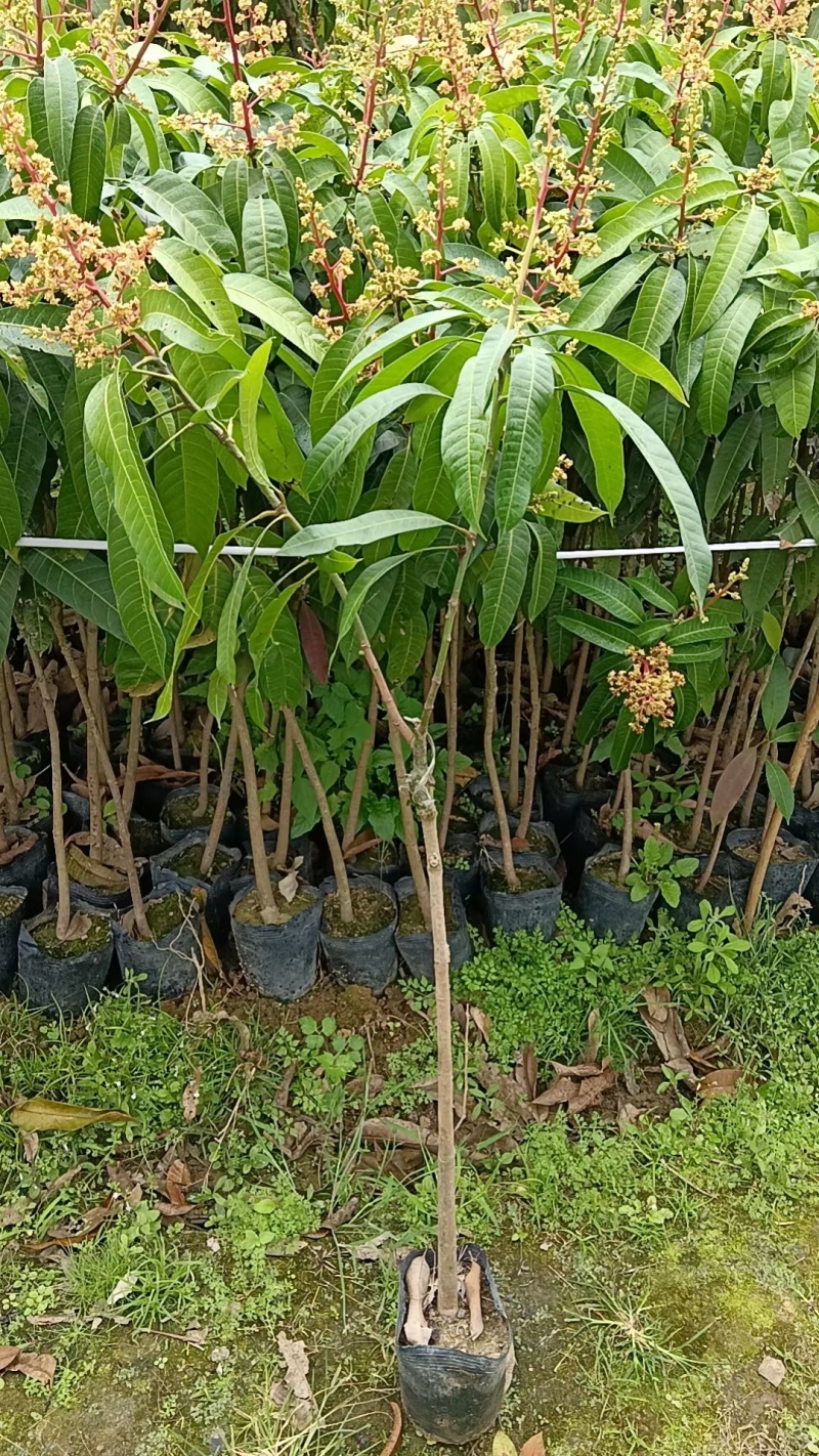 芒果树