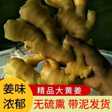 【河南】生姜大黄姜小黄姜，生姜产地代发货窖藏生姜按需求