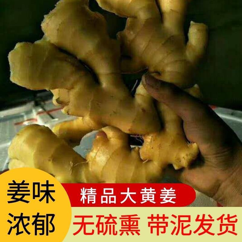 【河南】生姜大黄姜小黄姜，生姜产地代发货窖藏生姜按需求