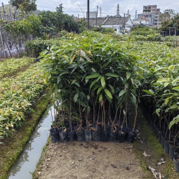 芒果树