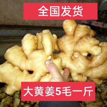 山西生姜，大黄姜，水洗生姜，仔姜，风干姜货源充足