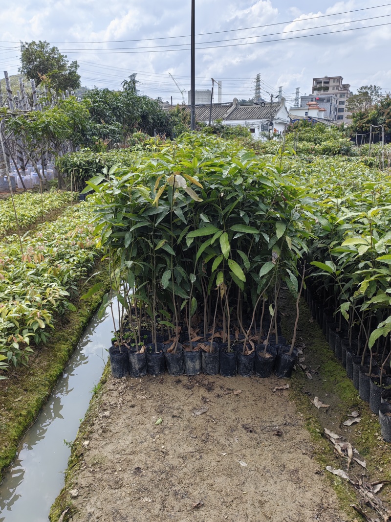 芒果树