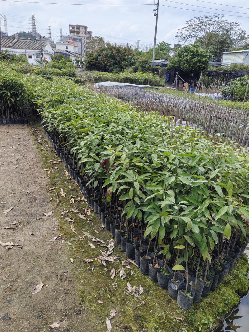 芒果树