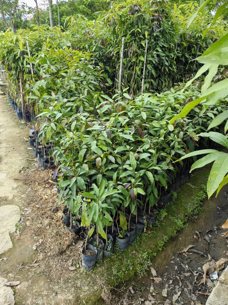 芒果树