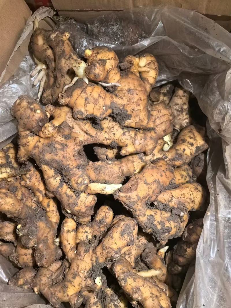 生姜批发一手货产地直销大黄姜货源充足任意挑选干净无杂