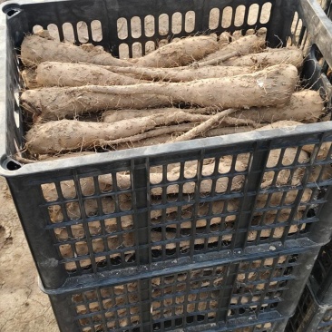 白玉豆苗种子***********
