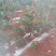 全国*早熟苹果云南陆良产区。红露，华硕，鲁丽，嘎啦，瑞雪