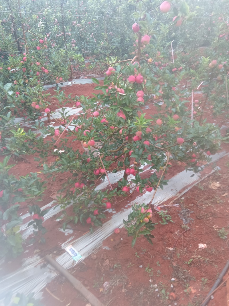 全国*早熟苹果云南陆良产区。红露，华硕，鲁丽，嘎啦，瑞雪