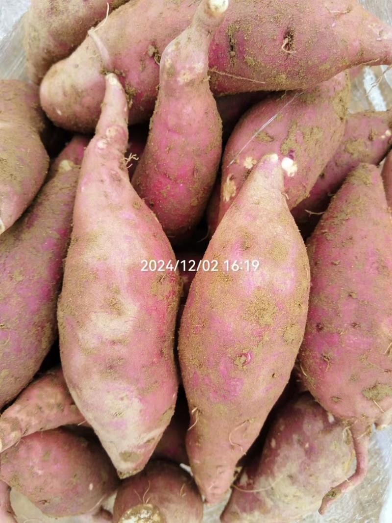 四川红薯商薯19商品薯徐薯18白心红薯淀粉薯打粉薯